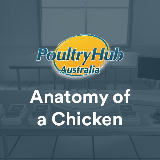 Anatomy of a Chicken 게임 이미지