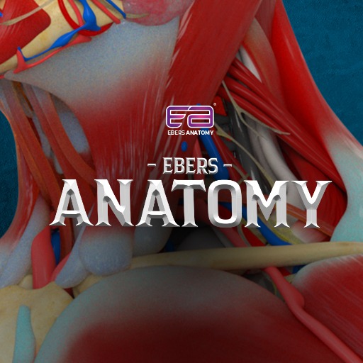 Ebers Anatomy 게임 이미지