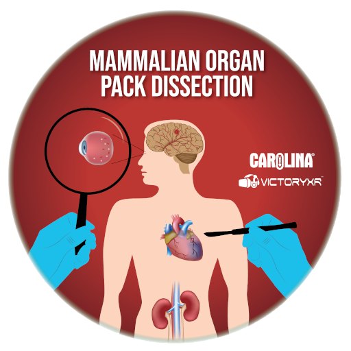 Dissection Simulator: Mammalian Organ Pack 게임 이미지