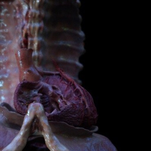 XR Heart Anatomy 게임 이미지