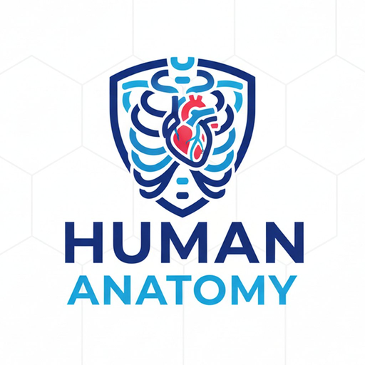 Human Anatomy 게임 이미지